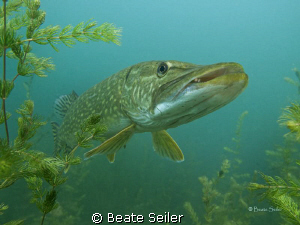 Northern pike taken with Canon G10 , no flash by Beate Seiler 